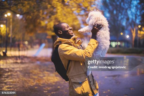 precioso amigo bajo la lluvia - perro faldero fotografías e imágenes de stock