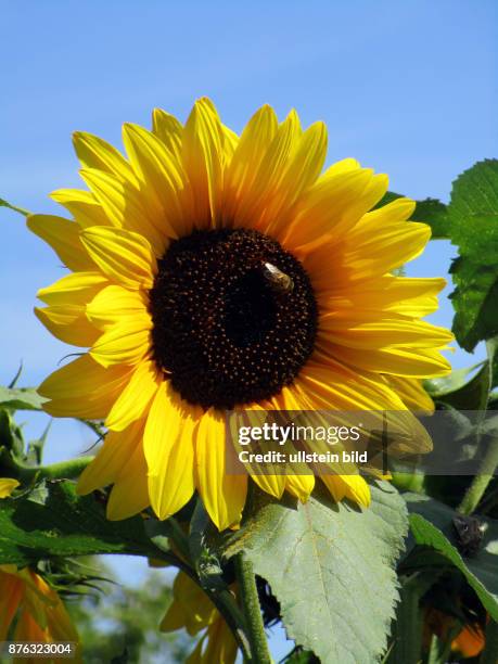 Gelb blühende Sonnenblume aufgenommen in Berlin