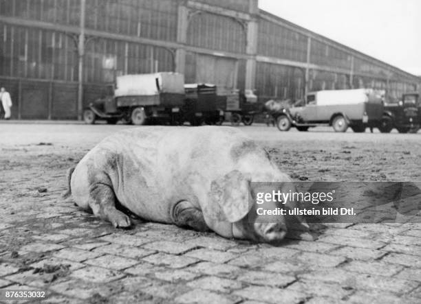 Slaughterhouse Berlin, a pig lying on the ground Photographer: Horst Millauer