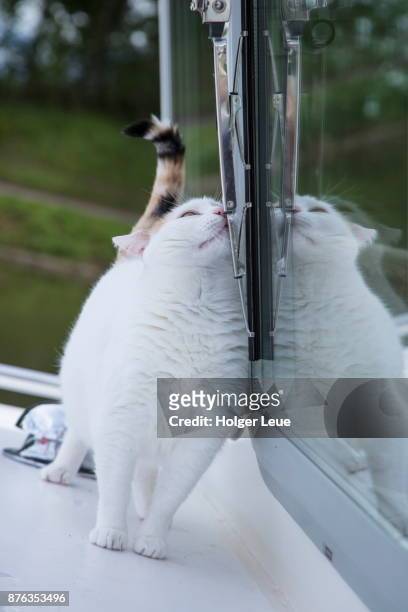 white cat rubs against window of river barge bella fortuna moored at port de savoyeux marina along petit saone river, seveux, haute-saone, bourgogne-franche-comte, france - rubbing stock pictures, royalty-free photos & images
