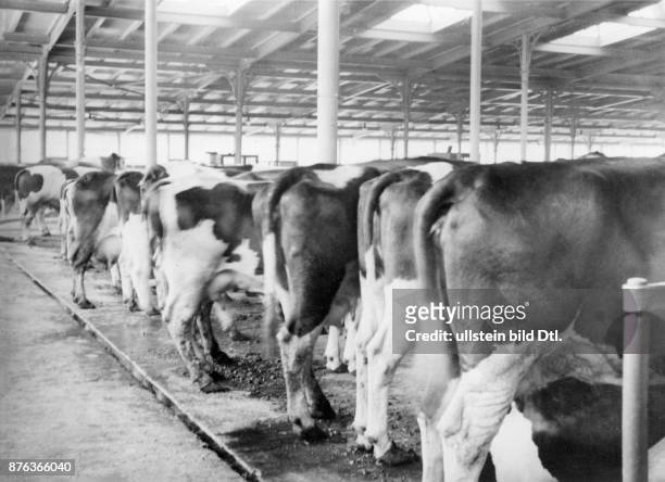 Slaughterhouse Berlin, cattle in the hall Photographer: Horst Millauer