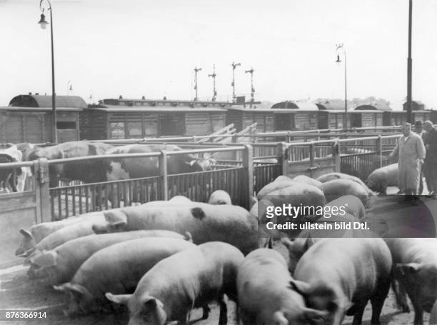 Slaughterhouse Berlin, unloading of pigs and cattle at the station Photographer: Horst Millauer