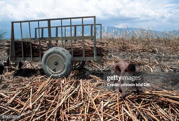 DOMINICAN REPUBLIC. MIGRANT WORKERS FROM HAITI CUTTING SUGAR CANE NEAR BARAHONA. Photo© Julio Etchart CDREF00613 DOMINICAN REPUBLIC. MIGRANT WORKERS FROM HAITI CUTTING SUGAR CANE NEAR BARAHONA. Photo© Julio Etchart CDREF00613