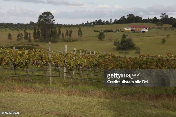 Vineyards in the Hunter Valley, New South Wales, Australia
