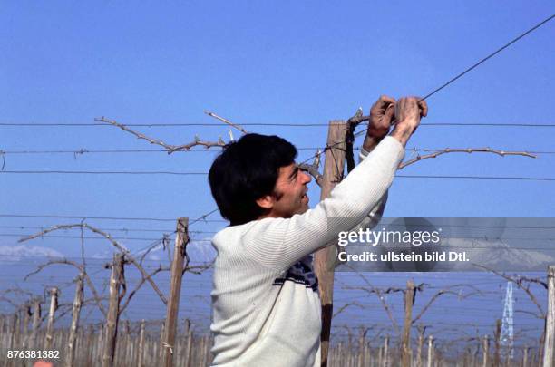 CHILE - AGRICULTURAL WORKERS TENDING VINEYARDS. CENTRAL VALLEY. CDREF00601