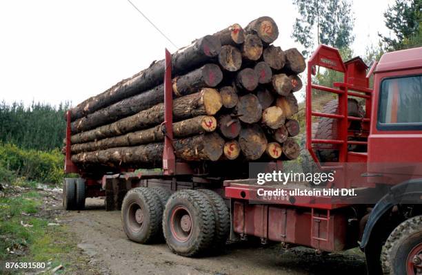 CHILE - LOGGING IN THE SOUTHERN FORESTS. CDREF00601