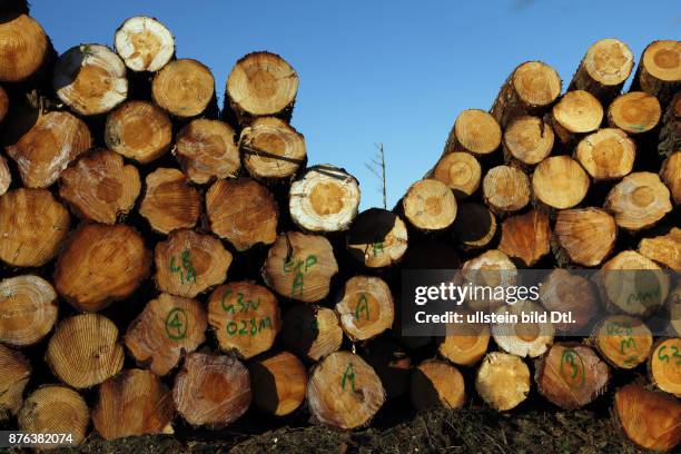 Deforestation and logs for export in a timberyard in New South Wales, Australia
