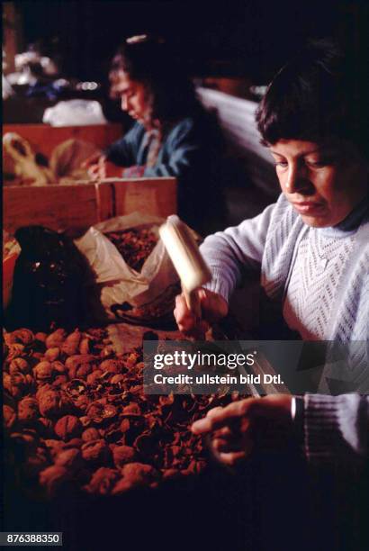 CHILE - AGRICULTURAL WORKERS PACKING NUTS. CENTRAL VALLEY. CDREF00601