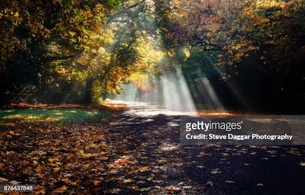 autumn at mt wilson - katoomba falls stock pictures, royalty-free photos & images