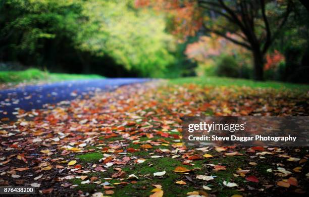 autumn at mt wilson - katoomba falls stock pictures, royalty-free photos & images