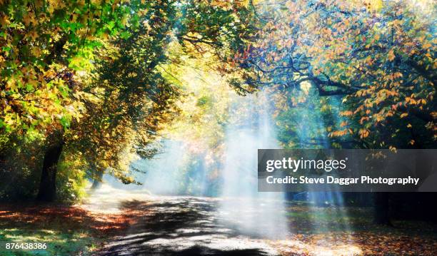 autumn at mt wilson - katoomba falls stock pictures, royalty-free photos & images