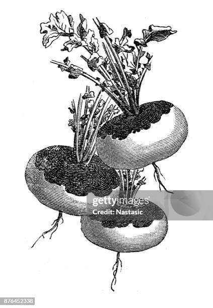 the turnip or white turnip (brassica rapa) - celery root stock illustrations