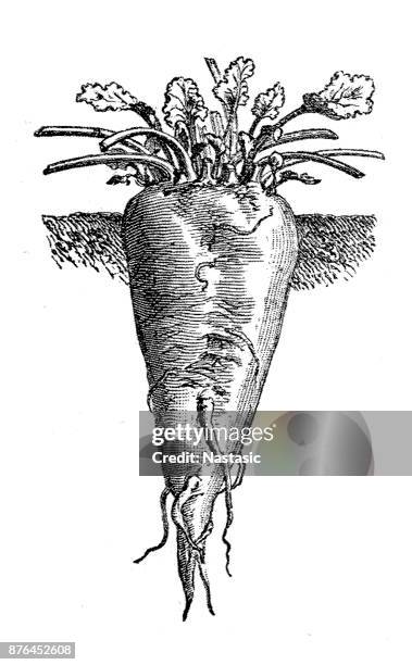 red beet (beta vulgaris) - beetroot cut out stock illustrations