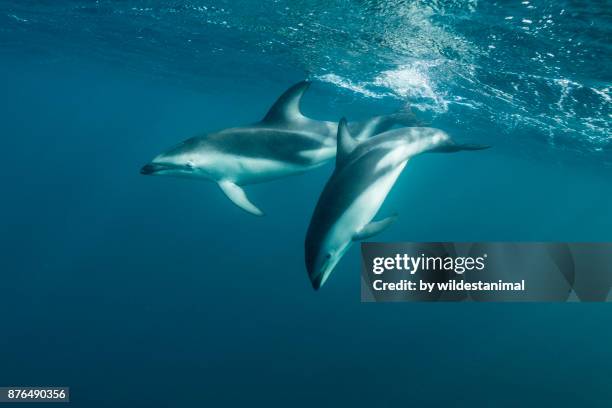 dusky dolphins at the surface, nuevo gulf, valdes peninsula. - golfinhos bebés imagens e fotografias de stock