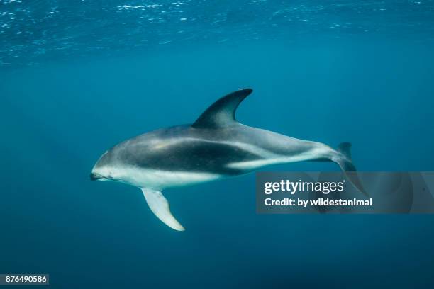 looking down on a dusky dolphin as it swims past near the water's surface, nuevo gulf, valdes peninsula. - golfinhos bebés imagens e fotografias de stock