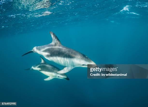 mother and calf dusky dolphins swimming near the surface, nuevo gulf, valdes peninsula. - golfinhos bebés imagens e fotografias de stock