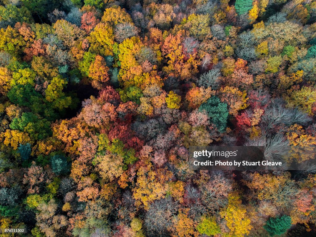 Aerial photo of uk woodland in autumn