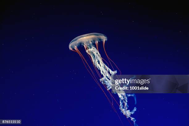 jellyfish floating in water - sea nettle jellyfish stock pictures, royalty-free photos & images