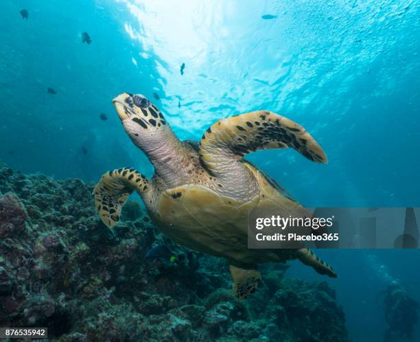 9,090 Slowest Animals Photos and Premium High Res Pictures - Getty Images 9,090 Slowest Animals Photos and Premium High Res Pictures - Getty Images