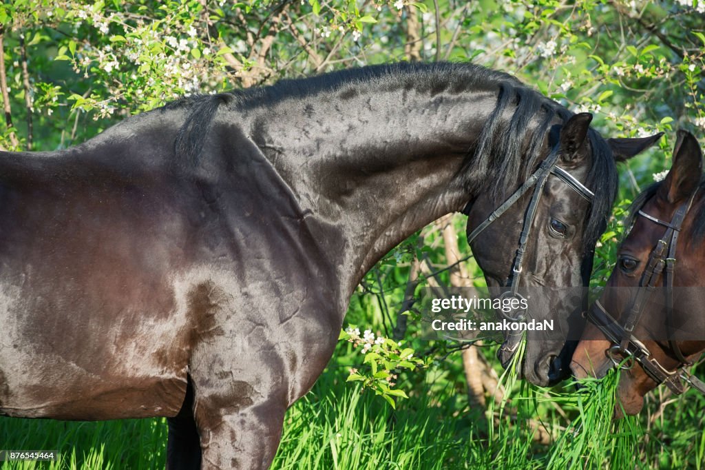 Portrait of couple  beautiful  breed stallion. spring