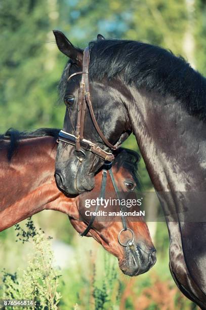 double portrait of  breed stallions. close up - dressage horse russia bildbanksfoton och bilder