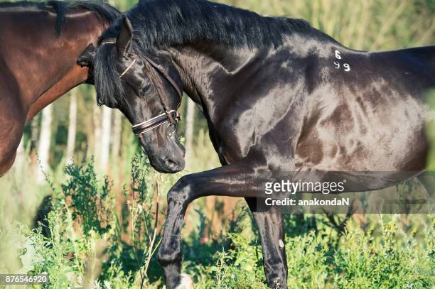 playing beautiful  breed stallions. summer - se cabrer photos et images de collection