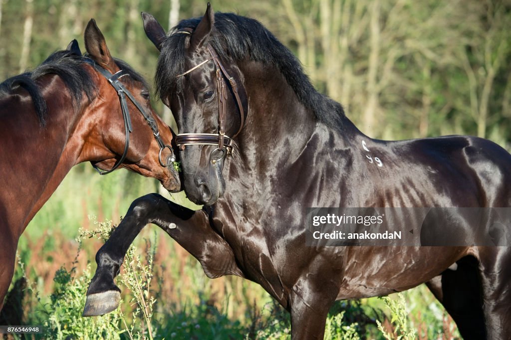 Couple of playing breed stallions. close up