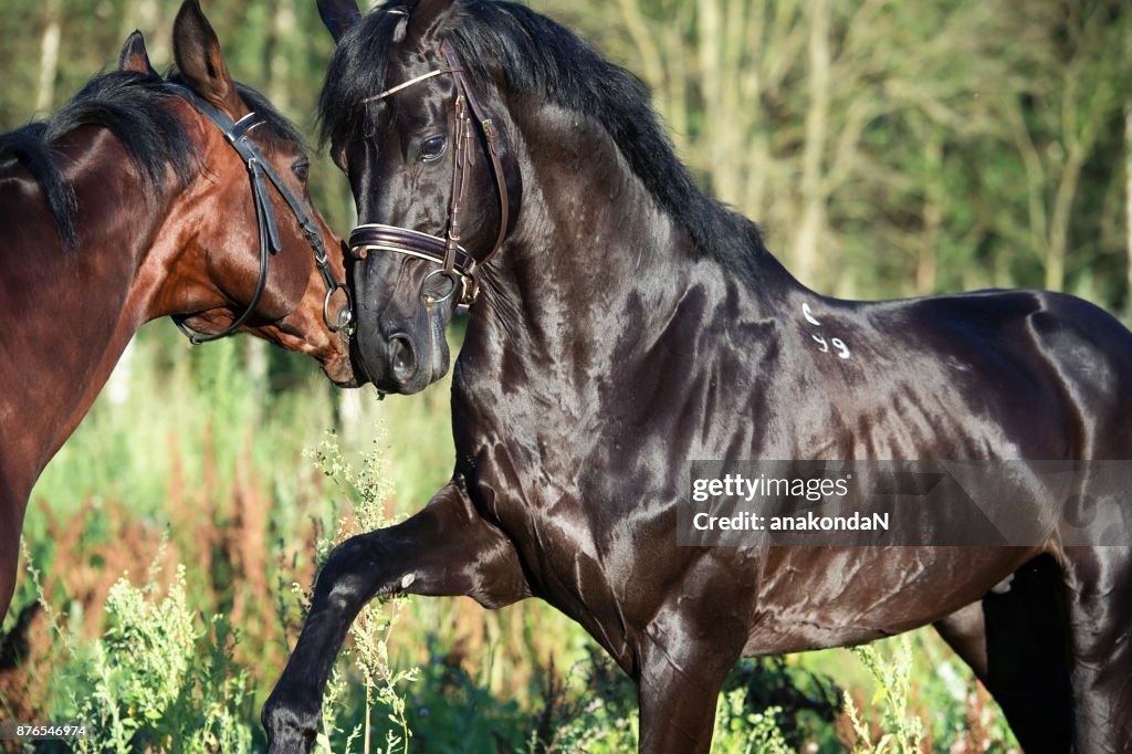 Couple of playing breed stallions. close up