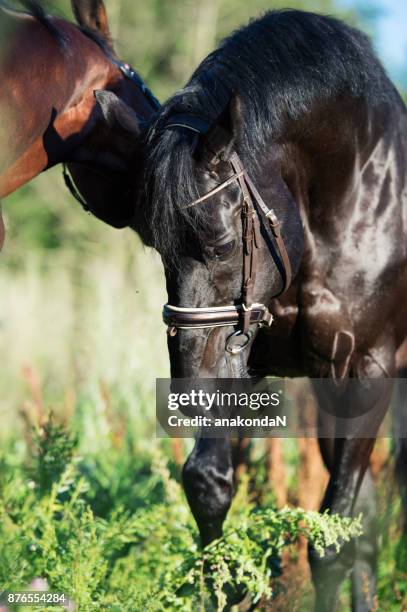 couple of playing breed stallions - restraint muzzle stock-fotos und bilder