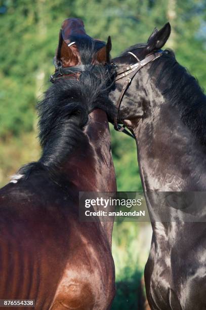 couple of playing breed stallions - restraint muzzle stock-fotos und bilder