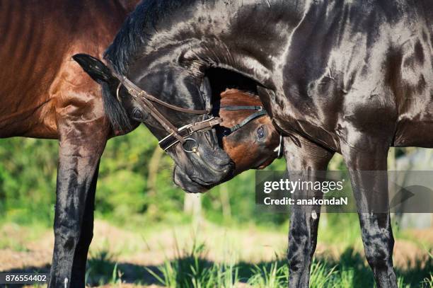 double portrait of communication beautiful  breed stallions. summer - dressage horse russia bildbanksfoton och bilder