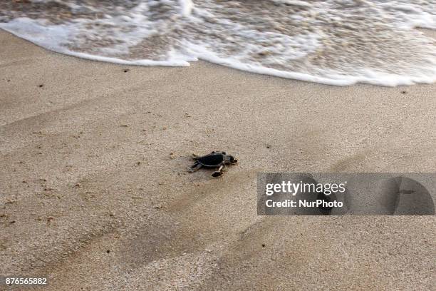 Green Turtle is on its way to the coast of Sindangkerta, Tasikmalaya, West Java Indonesia, Monday, November 20, 2017. The decline of turtle...