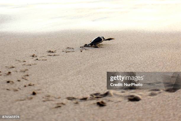 Green Turtle is on its way to the coast of Sindangkerta, Tasikmalaya, West Java Indonesia, Monday, November 20, 2017. The decline of turtle...