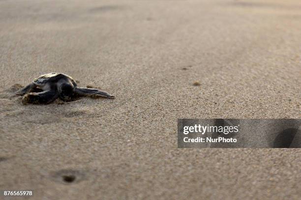 Green Turtle is on its way to the coast of Sindangkerta, Tasikmalaya, West Java Indonesia, Monday, November 20, 2017. The decline of turtle...