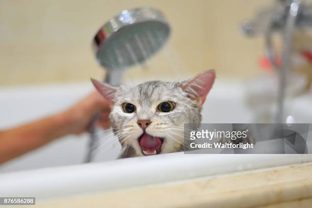 cat taking a bathe - cat looking up bildbanksfoton och bilder