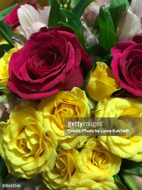 yellow and red roses - chantilly virginia stock pictures, royalty-free photos & images