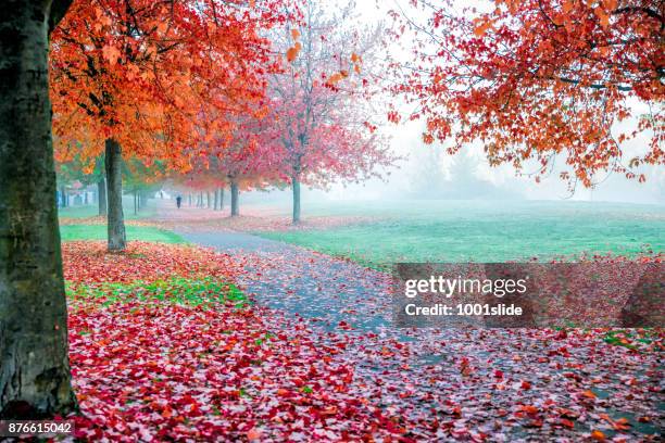 folha de bordo colorido outono vancouver - parque stanley - fotografias e filmes do acervo