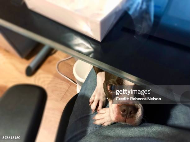 boston terrier dog peeking through woman’s legs as she is seated at desk - working from home funny stock pictures, royalty-free photos & images