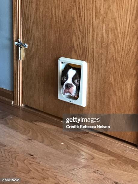 boston terrier dog poking head through cat door - animals in captivity stock-fotos und bilder