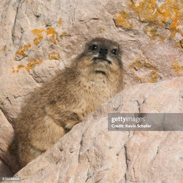rock hyrax, cape peninsula, south africa - rock hyraxes stock pictures, royalty-free photos & images