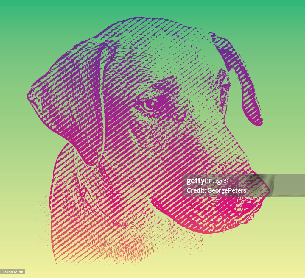 Labrador Retriever mix Hund warten angenommen werden