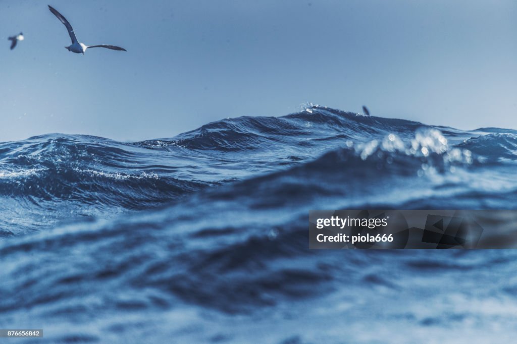 Gaivotas e azul mar áspero