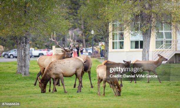 wildlife elk in mammoth wyoming - daniel elk stock pictures, royalty-free photos & images