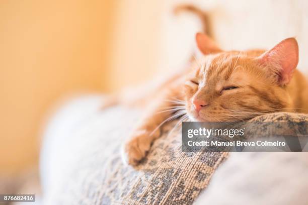 lazy cat - cat bored stock pictures, royalty-free photos & images