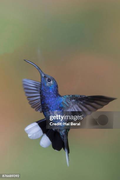 violet sabrewing hummingbird flying - campylopterus hemileucurus imagens e fotografias de stock