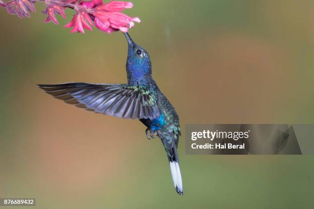 violet sabrewing hummingbird feeding on flower - campylopterus hemileucurus imagens e fotografias de stock