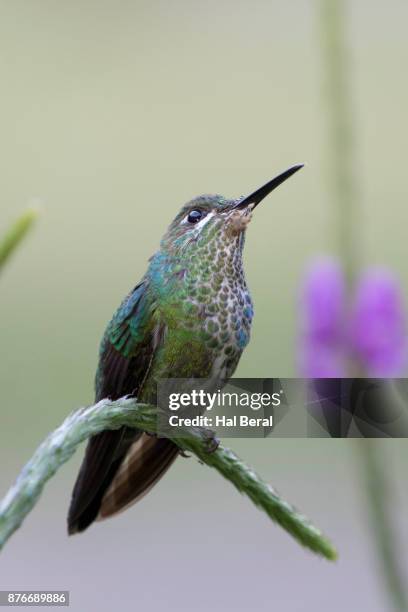 green-crowned brilliant hummingbird female - green crowned brilliant hummingbird stock pictures, royalty-free photos & images