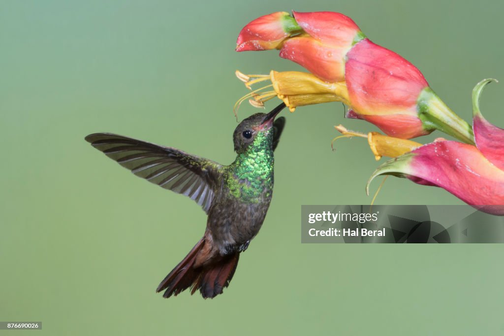 Rufous-Tailed Hummingbird feeding on flower