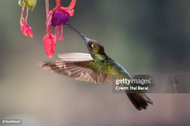 green-crowned brilliant hummingbird female feeding of flower - green crowned brilliant hummingbird stock pictures, royalty-free photos & images