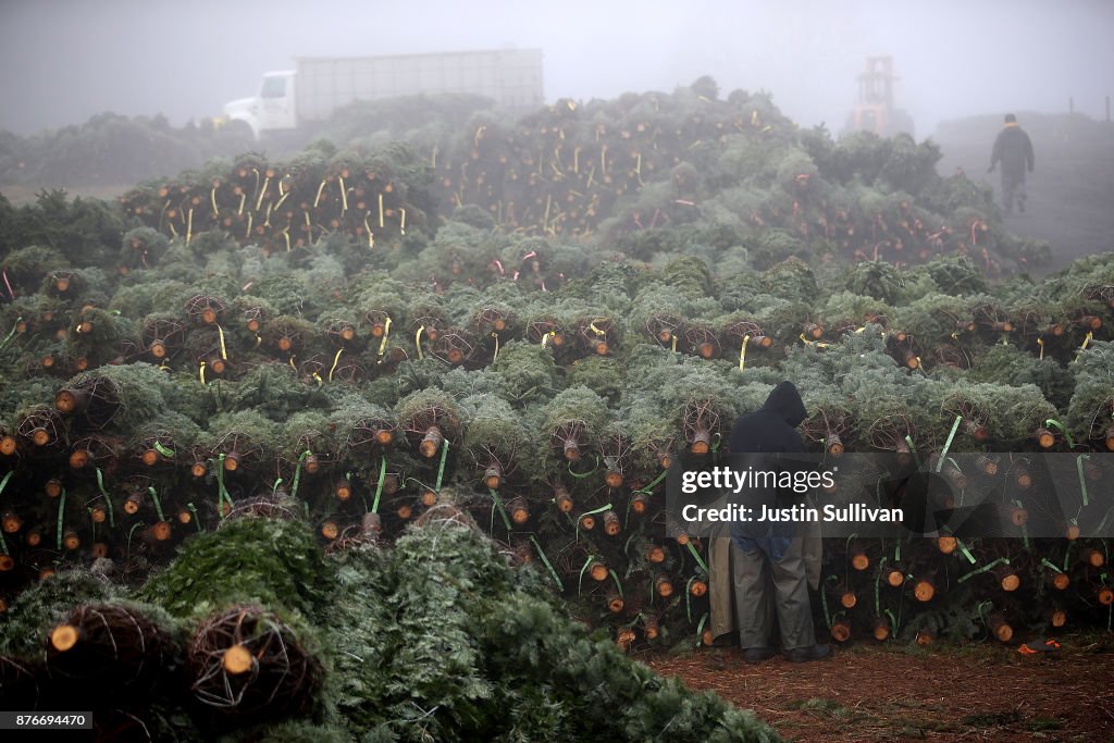 Oregon Christmas Tree Farm Harvests Trees For Upcoming Holiday Season